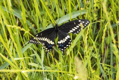 Black Swallowtail Butterfly April 2023